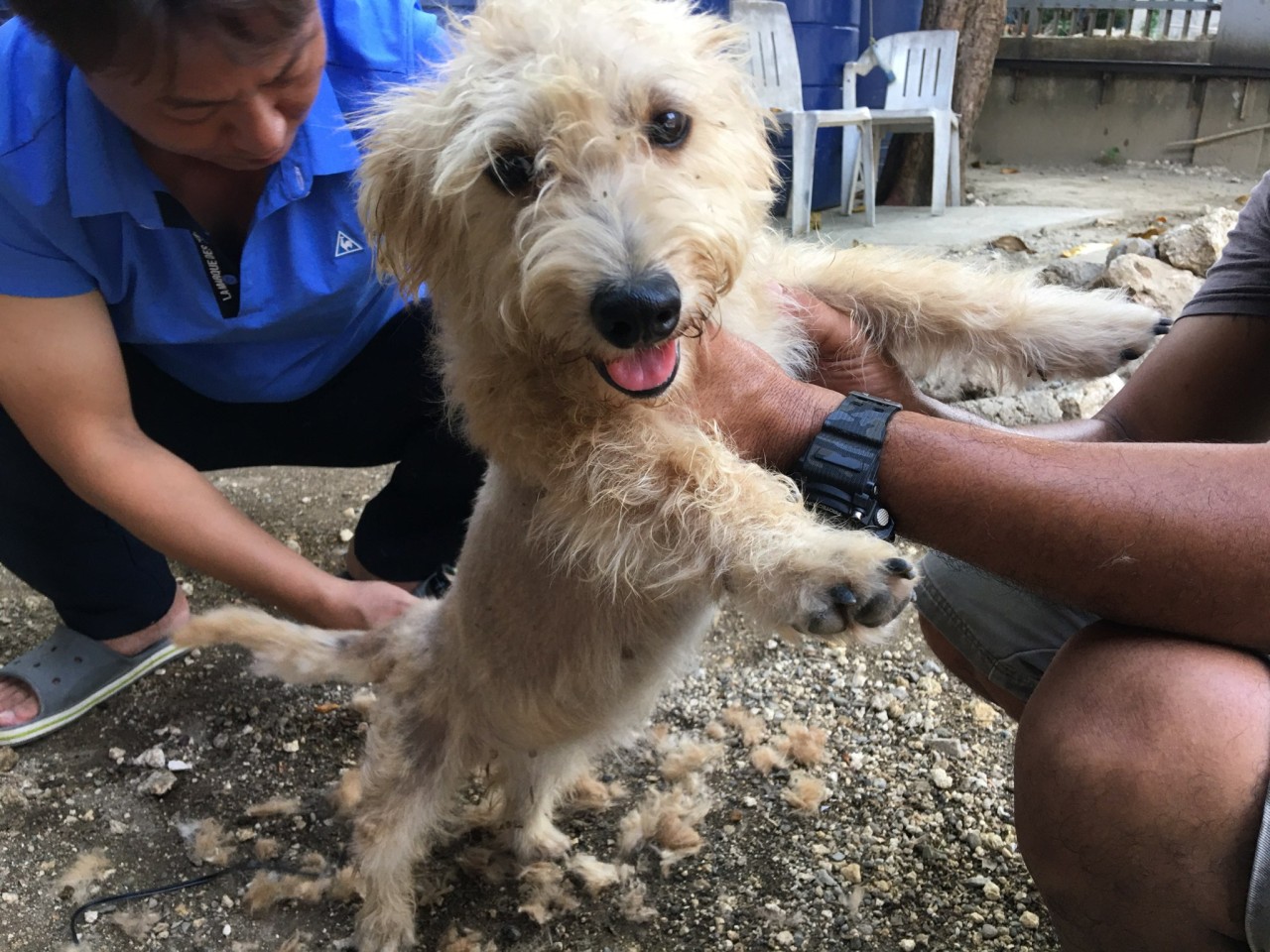 セブ島　ELSA校の看板犬【エルサちゃん】が出産！ - 1