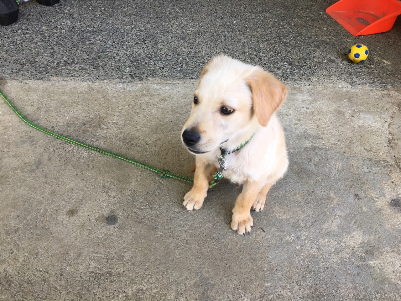 セブ島　ELSA校の看板犬【エルサちゃん】が出産！ - 2