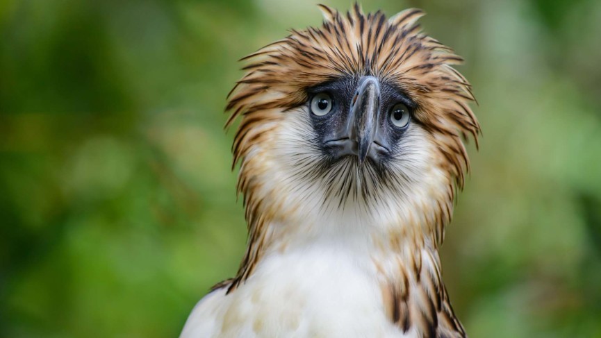 「フィリピンにクマはいない!?」南国に潜む珍動物たち 5選 - 2