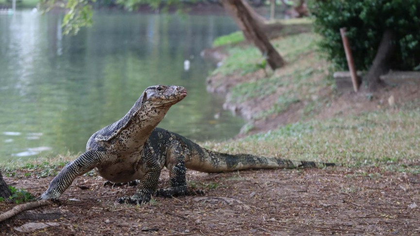 「フィリピンにクマはいない!?」南国に潜む珍動物たち 5選 - 3
