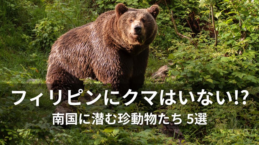 「フィリピンにクマはいない!?」南国に潜む珍動物たち 5選 - 0