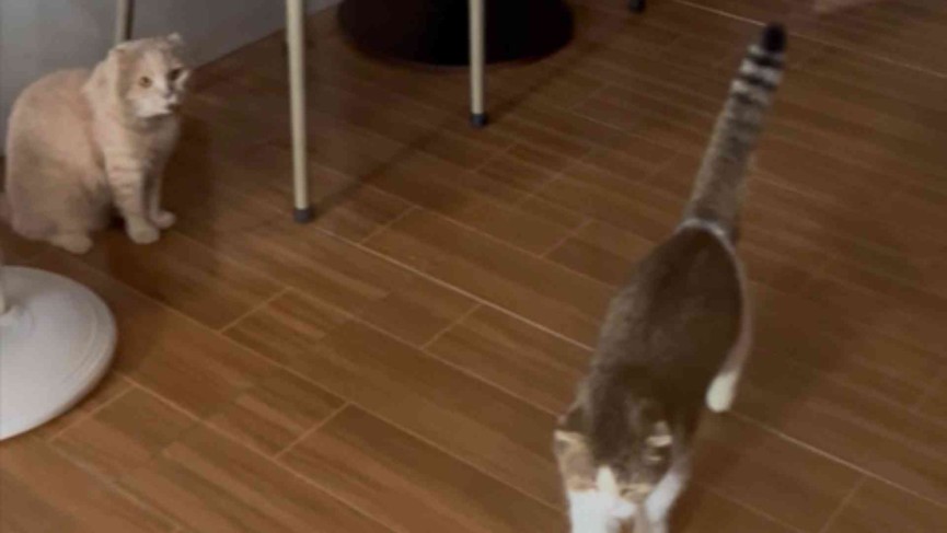 クラーク留学生なら一度が訪れる ～Lala Garden Cafe等 3選～ - 18