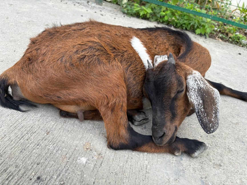 #674 TAIさん（20代男性）B'CEBU（セブ/マクタン島）INTENSIVE ESLコース 3週間| フィリピン留学 - img4 - 0