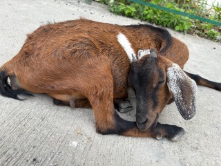 #674 TAIさん（20代男性）B'CEBU（セブ/マクタン島）INTENSIVE ESLコース 3週間| フィリピン留学