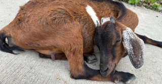 #674 TAIさん（20代男性）B'CEBU（セブ/マクタン島）INTENSIVE ESLコース 3週間| フィリピン留学