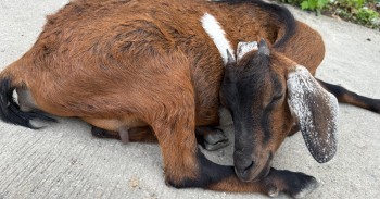 #674 TAIさん（20代男性）B'CEBU（セブ/マクタン島）INTENSIVE ESLコース 3週間| フィリピン留学