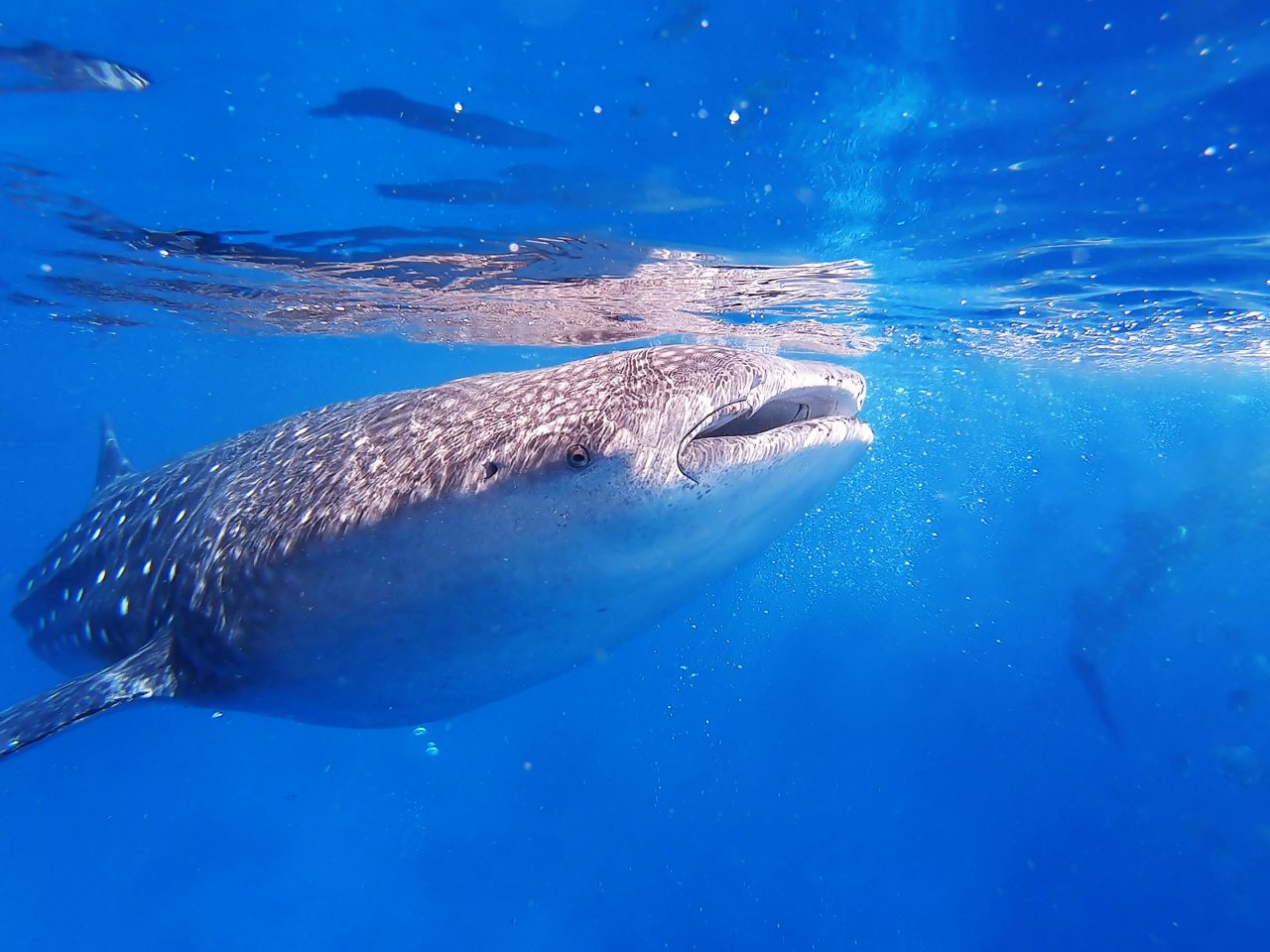 フィリピン留学 Cebu21 - Curious World Academy-Sea-9