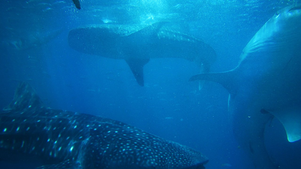 フィリピン留学 Cebu21 - Curious World Academy-Sea-11