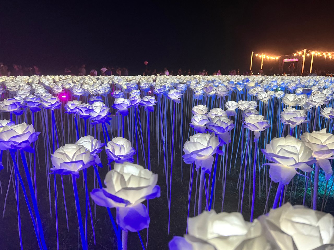 日中の10000 ROSES