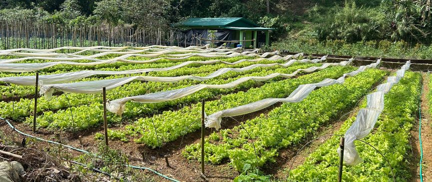 フィリピン留学 Cebu21の学校紹介写真(10) - QELT Academy